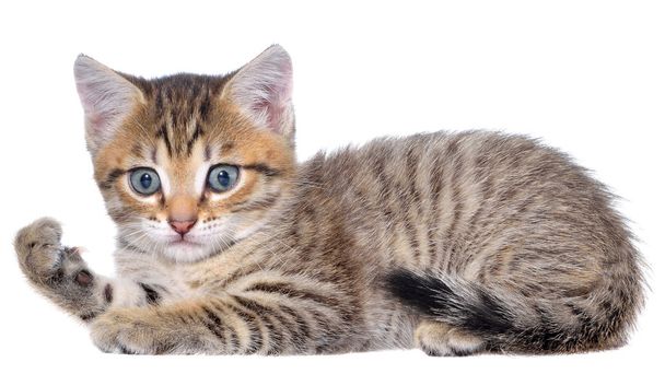 Taquigrafía brindled gatito lay
 - Foto, imagen