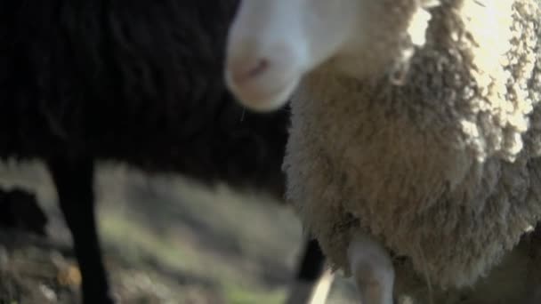 овцы пасутся на траве
 - Кадры, видео