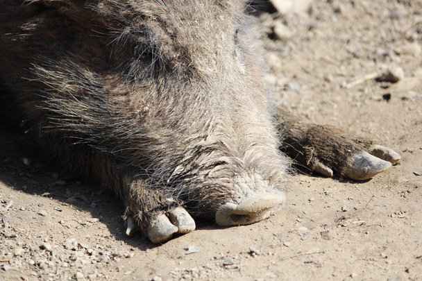 ormandaki bir yaban domuzu - Fotoğraf, Görsel