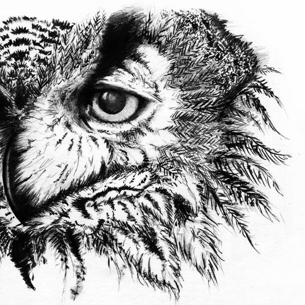 Monocromo blanco y negro búho tinta línea arte boceto
 - Foto, Imagen
