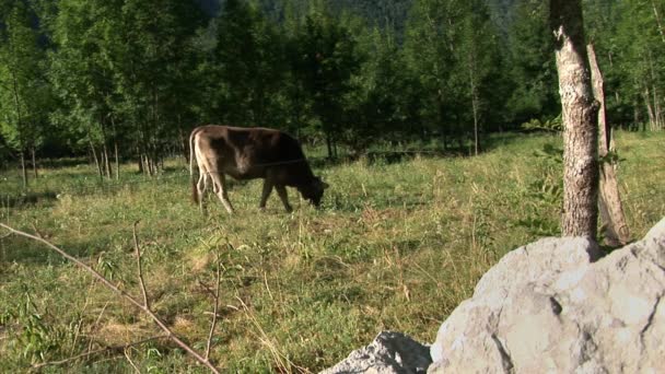Αγελάδες τρέφονται με ένα λιβάδι - Πλάνα, βίντεο