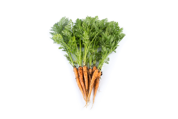freshly picked carrots  - Foto, Bild
