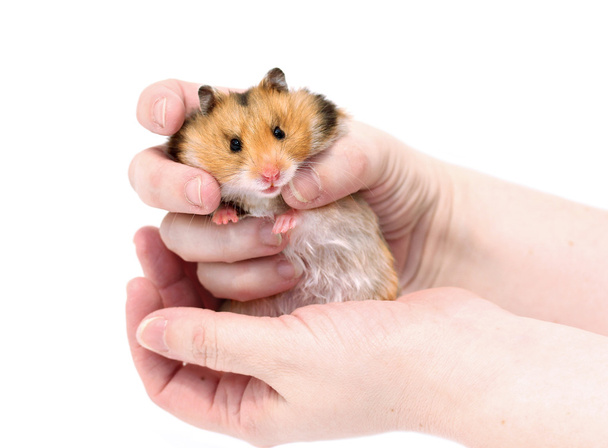 Hamster sirio marrón con mejillas llenas en manos aisladas
 - Foto, Imagen