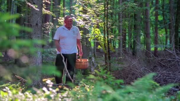 Pilzsammler läuft durch den Wald - Filmmaterial, Video