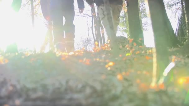 Δύο ανθρώπων το περπάτημα μέσα από το δάσος - Πλάνα, βίντεο