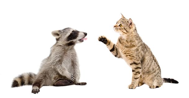 Cat Scottish Straight and raccoon showing tongue - Photo, Image