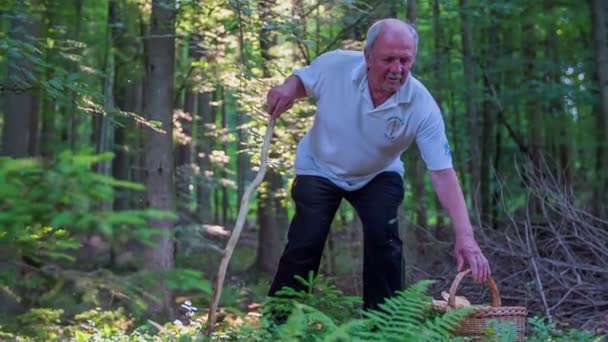 man is putting down a basket of boletus - Footage, Video