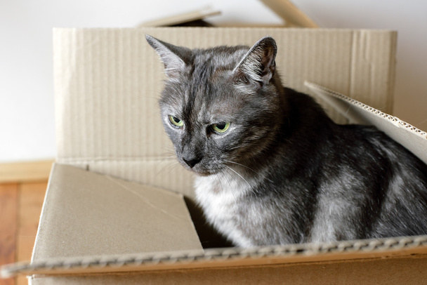 Moving day - cat and cardboard boxes - Foto, Bild