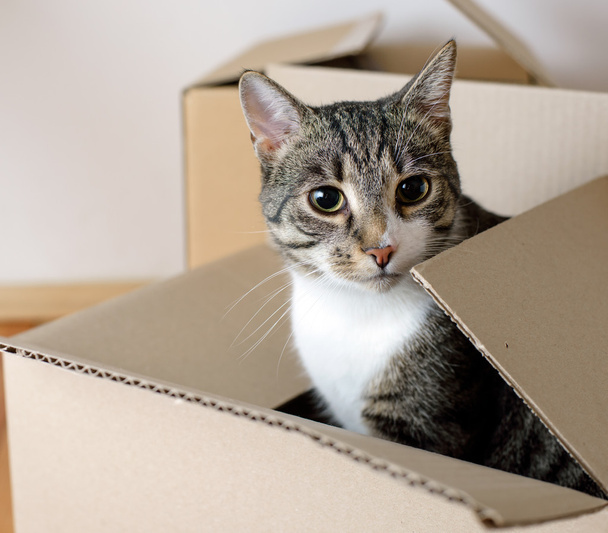 Moving day - cat and cardboard boxes - Photo, image