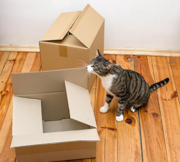 Moving day - cat and cardboard boxes - Photo, image