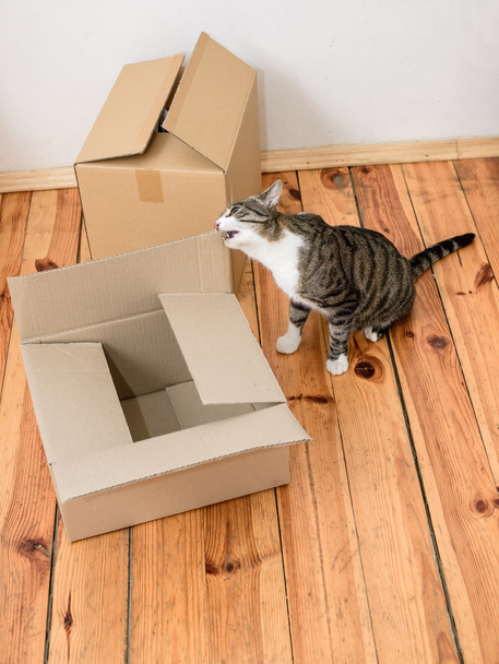 Moving day - cat and cardboard boxes - Φωτογραφία, εικόνα