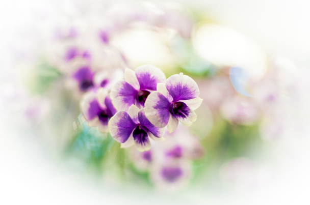 Csíkos orchidea virágok - Fotó, kép