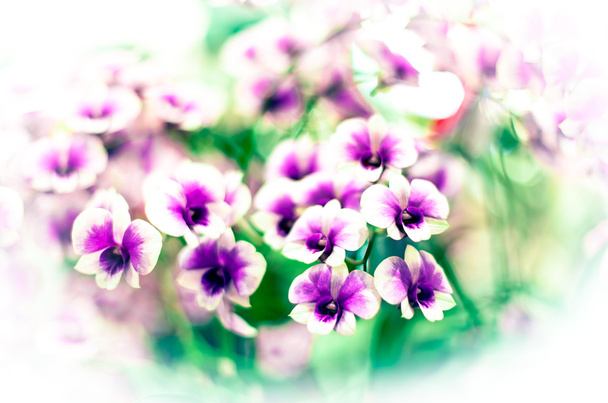 縞の蘭の花 - 写真・画像
