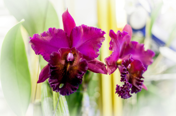 Žíhané květy orchidejí - Fotografie, Obrázek