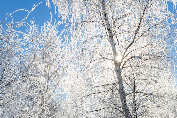 Winter scene in Northern Idaho  - Photo, Image