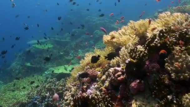 海のサンゴ礁のカラフルな魚の群れ. - 映像、動画