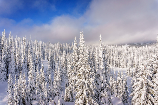 Χιονοσκέπαστο δέντρα στις πίστες του σκι η υψηλή περιοχή των Άλπεων στο χωριό ήλιο κορυφές - Φωτογραφία, εικόνα