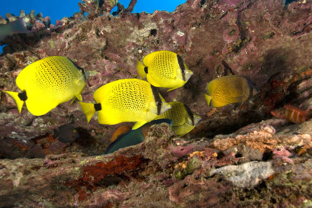 Tropical Hawaii butterfly fish at coral reef - Photo, Image