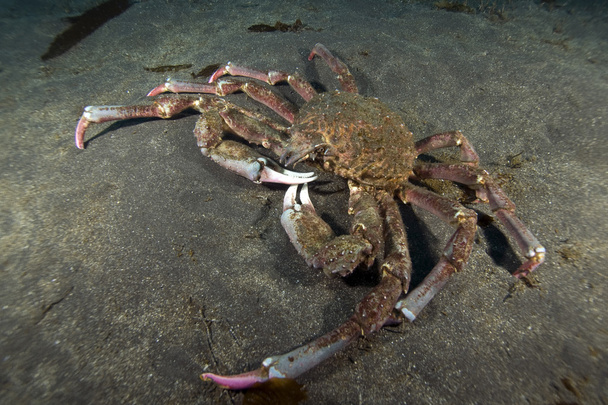 Crab at underwater kelp forest - Photo, Image