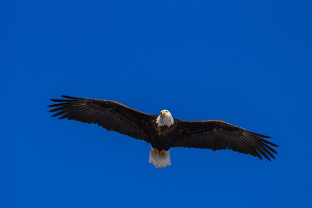amerikai kopasz sas repülés közben  - Fotó, kép