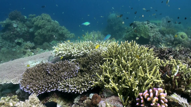 Onderwater harde koralen op zee. School vissen. - Video