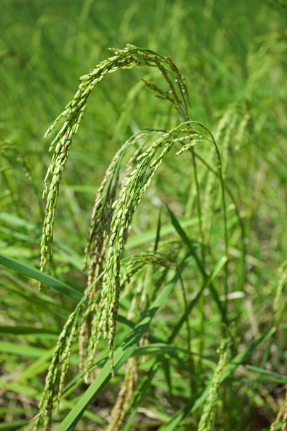 Campo de arroz de maduración
 - Foto, imagen