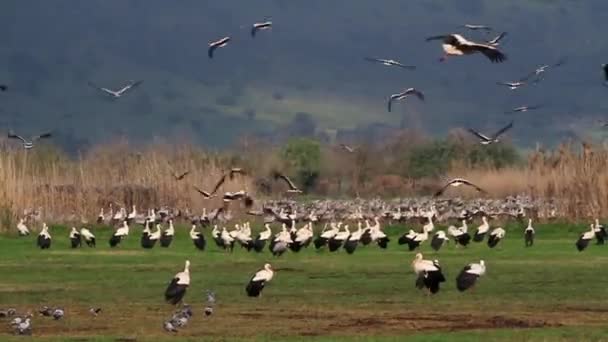 Flock of cranes flying - Footage, Video