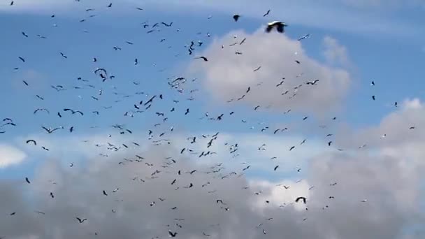 bandada de aves volando - Metraje, vídeo