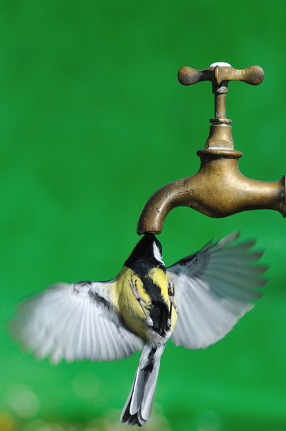 Bird drinking. - Photo, Image