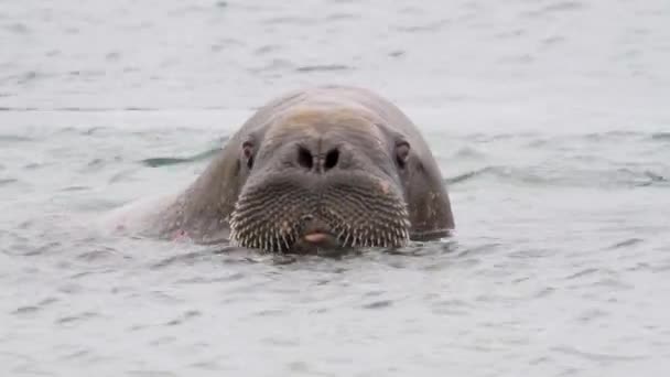 Walrus swim in water - Footage, Video