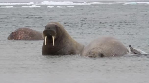 Моржи плавают в воде
 - Кадры, видео