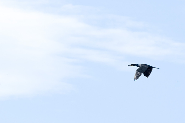 Stan olśniewające seabird - Zdjęcie, obraz