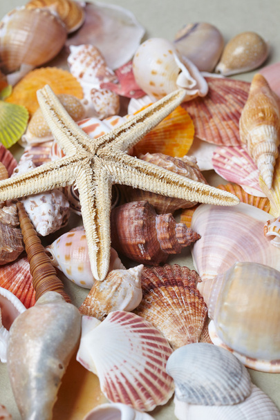 nice different shells - Photo, image