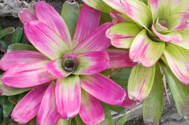 lähikuva Bromeliad kasvien puutarhassa
 - Valokuva, kuva