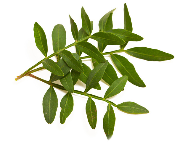 Green leafs - Foto, Imagen