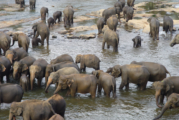 Una mandria di elefanti
 - Foto, immagini