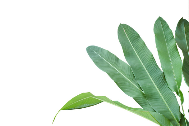 Heliconia: πράσινο φύλλο στην απομόνωση λευκό φόντο. - Φωτογραφία, εικόνα