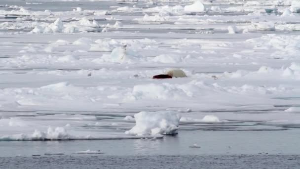 Tengeri jég úszó - Felvétel, videó