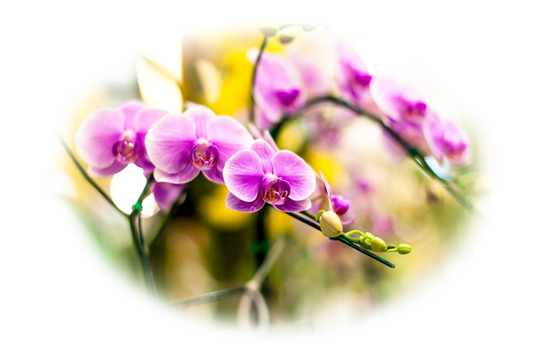 gestreifte Orchideenblüten - Foto, Bild