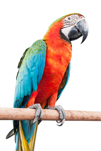 red macaw isolated on white background - Photo, Image