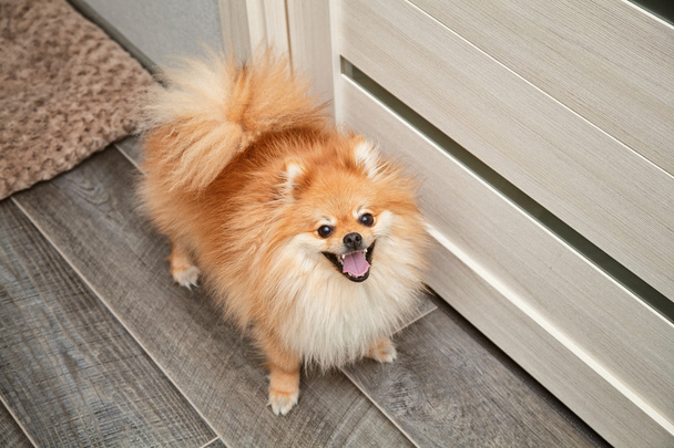 радісний собака шпіц крупним планом в будинку
 - Фото, зображення
