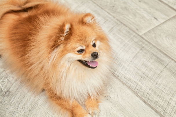Purebred spitz in apartment. small dog breed - 写真・画像