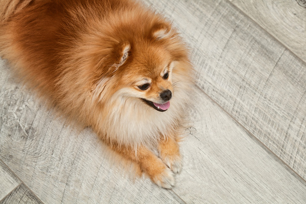 床の上に横たわる美しい犬 - 写真・画像