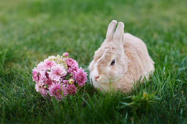 Lapin moelleux et un bouquet de fleurs sur l'herbe
 - Photo, image