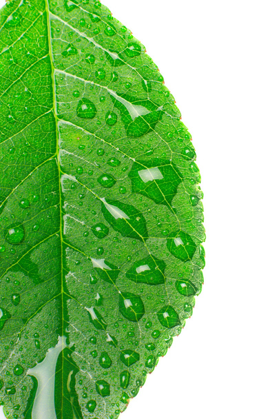 Close-up beautiful leaf with drops - Foto, Imagen