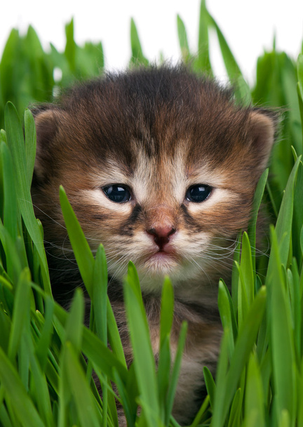 Cute siberian kitten - Foto, imagen