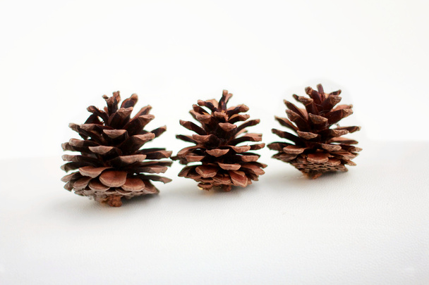 Tres conos de pino
 - Foto, Imagen