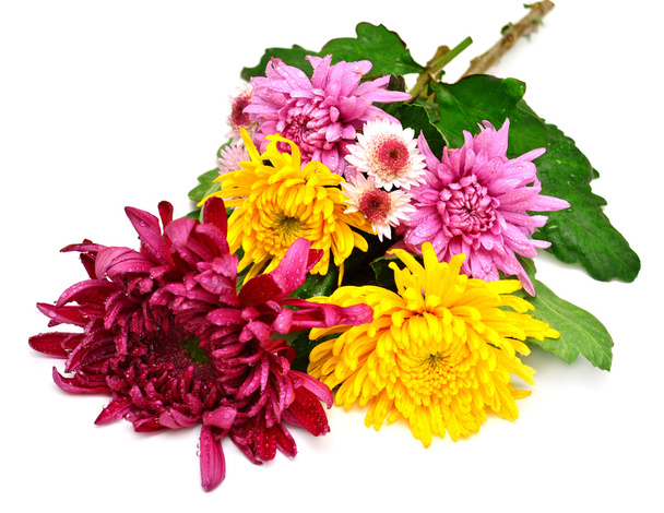 Beau bouquet de chrysanthèmes
  - Photo, image