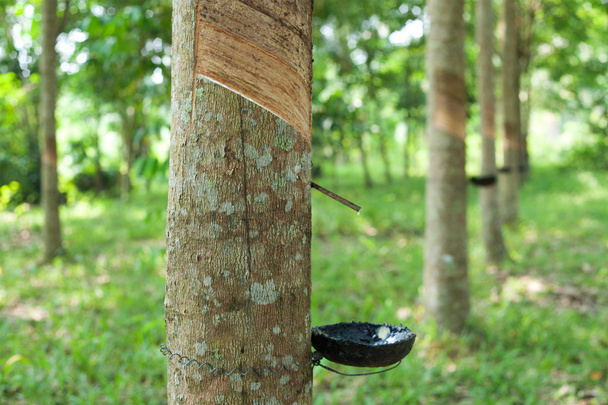 каучукового дерева
 - Фото, зображення