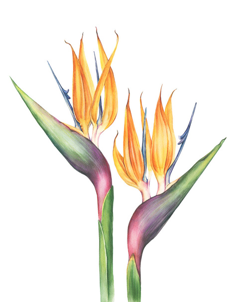 Watercolor strelitzia flower - Foto, afbeelding